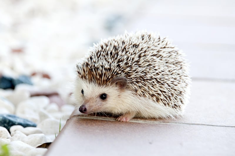 Magic Garden Species