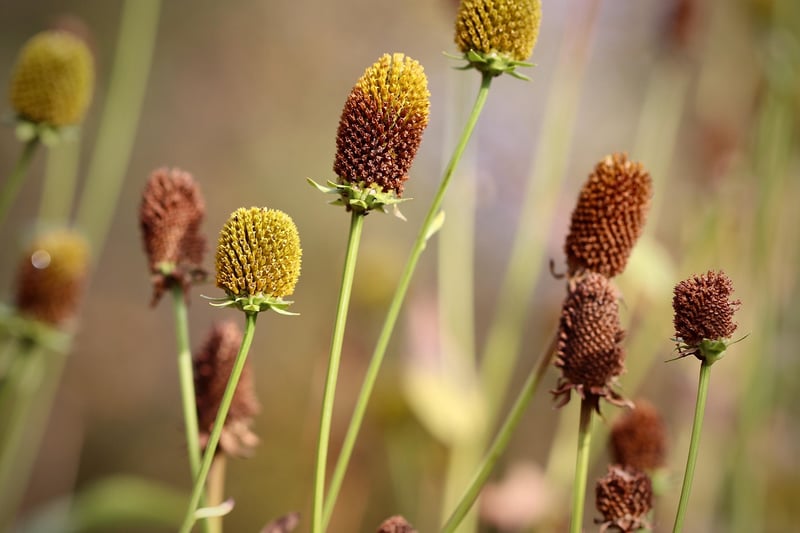 Pixie Horticulture