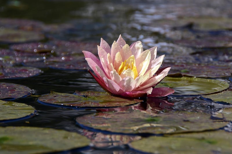 Dragon Lily